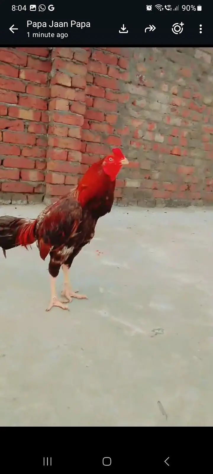 pure Turkish hint aseel video available hai — photo 6