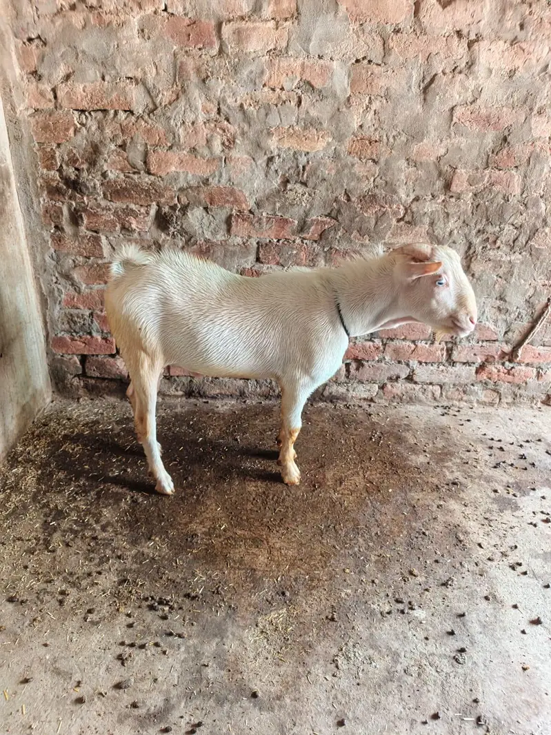Gulabi Teda Male — photo 3