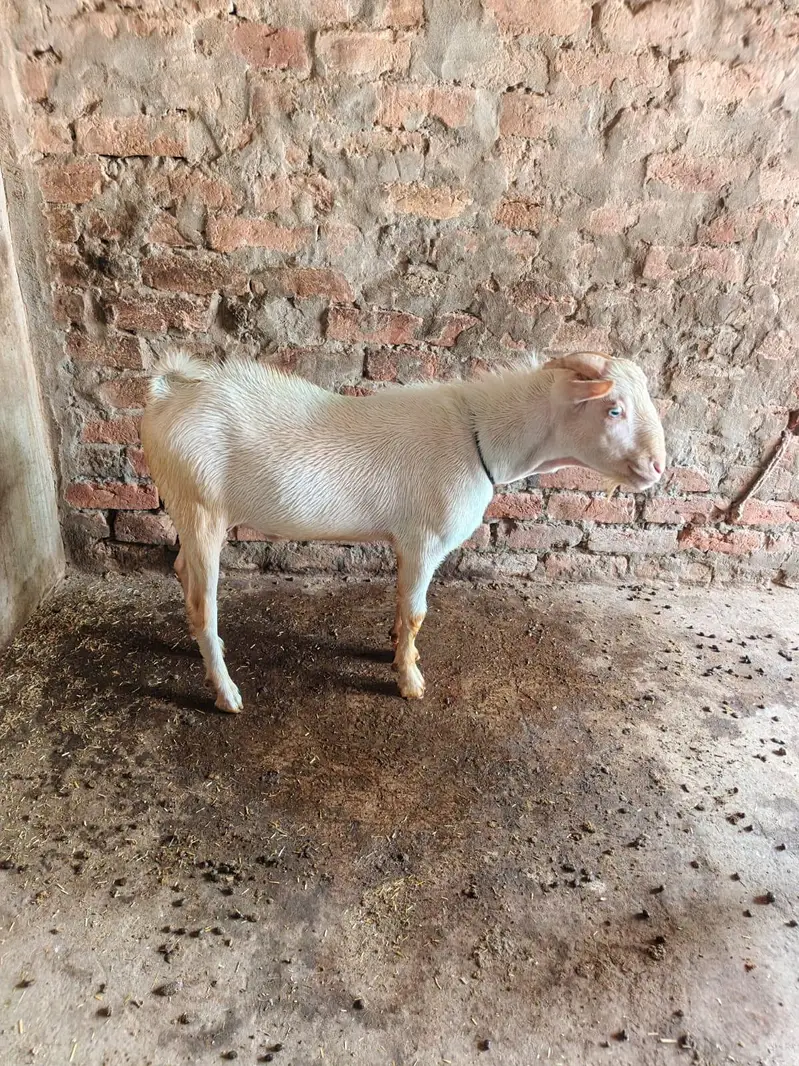 Gulabi Teda Male — photo 4