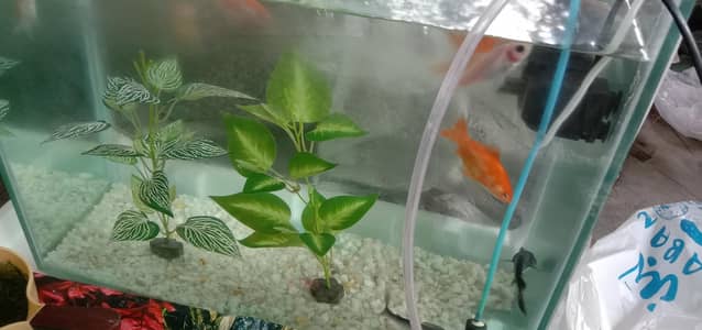 Aquarium with fish