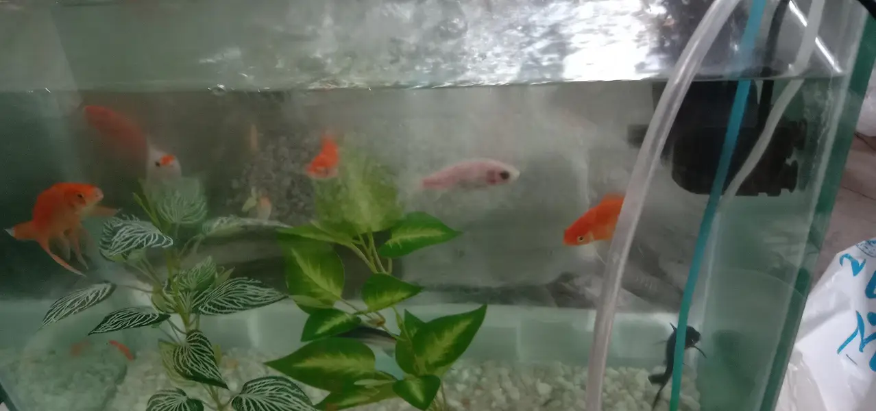 Aquarium with fish — photo 2