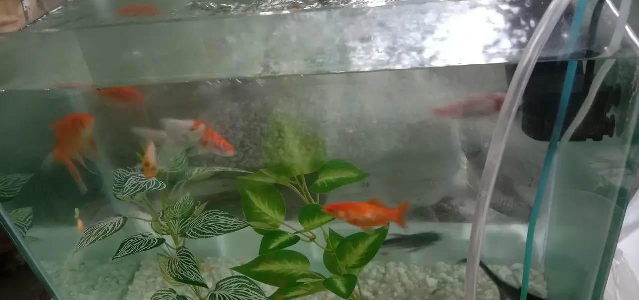 Aquarium with fish — photo 3