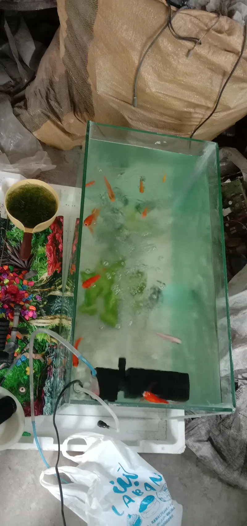 Aquarium with fish — photo 4