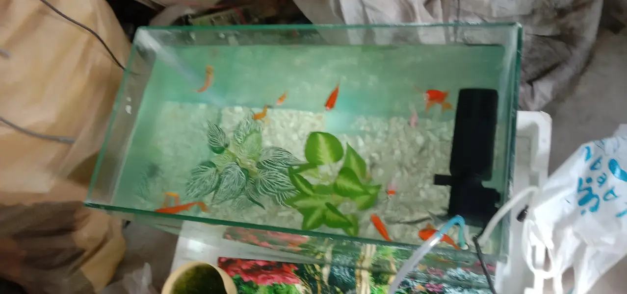 Aquarium with fish — photo 5