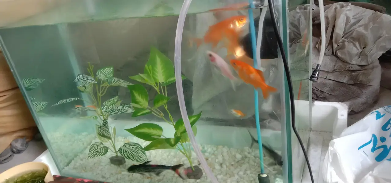Aquarium with fish — photo 6