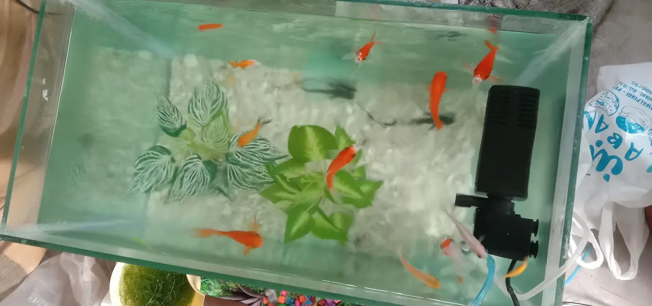 Aquarium with fish — photo 7