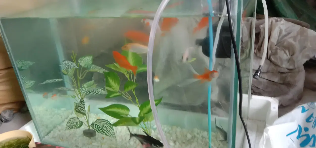 Aquarium with fish — photo 8