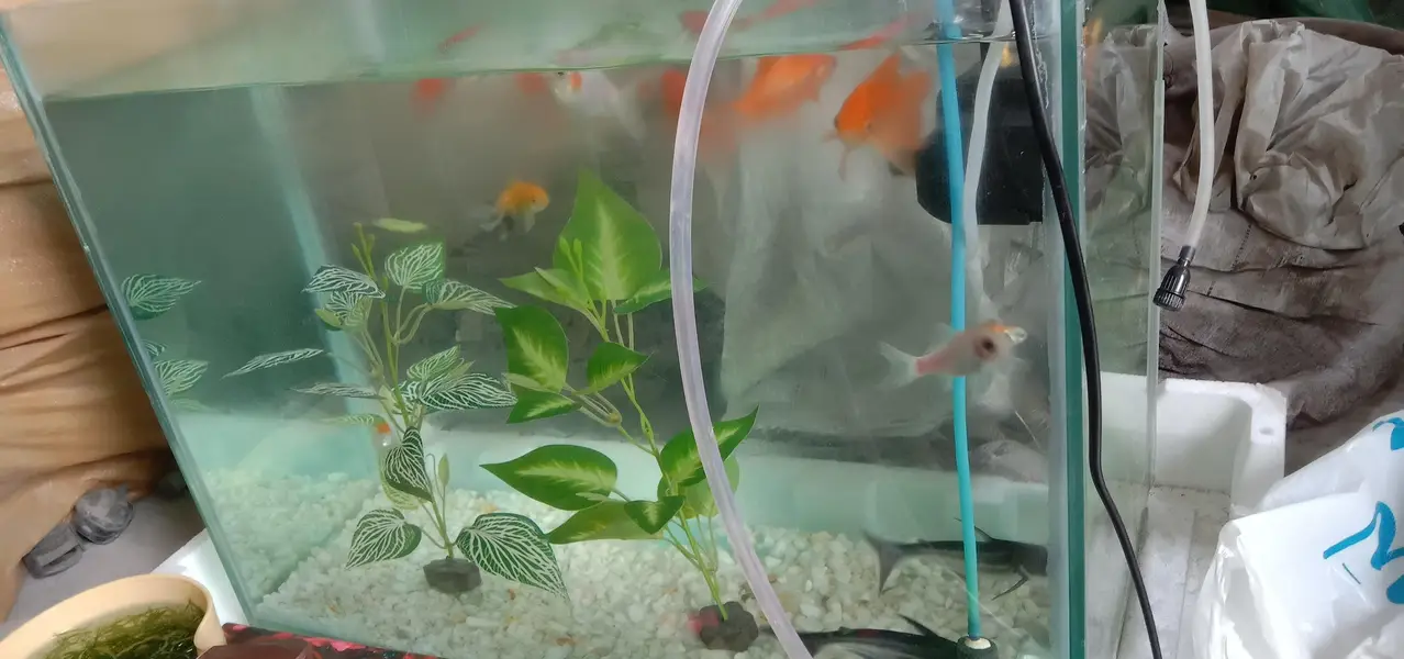 Aquarium with fish — photo 9