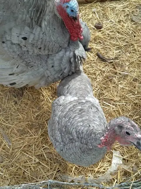 turkey breeder blue and brown pair and trio — photo 2