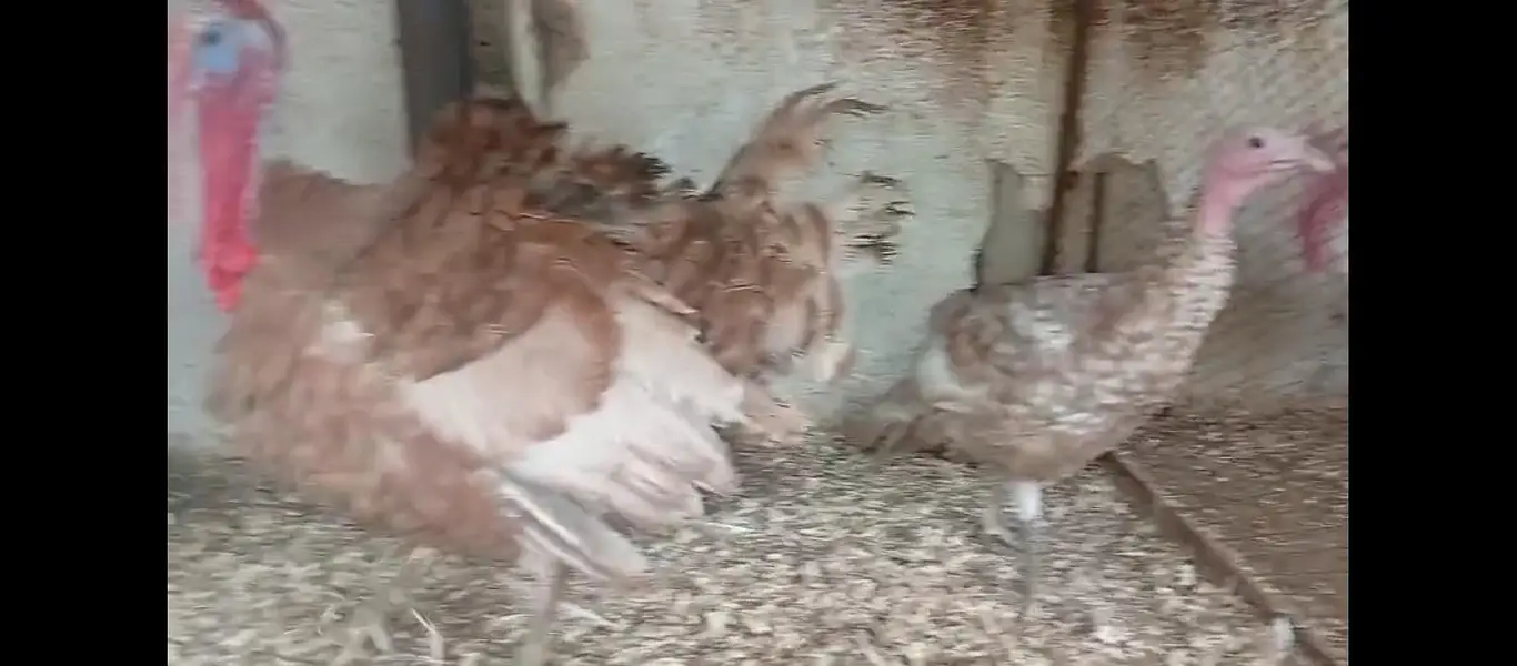 turkey breeder blue and brown pair and trio — photo 4