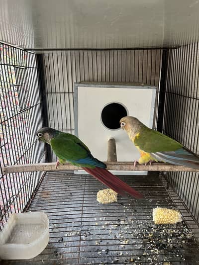 urjant sale green chick and pineapple piar