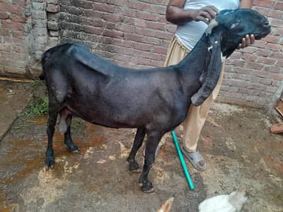 Goat for sale