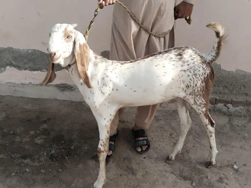 do desi bakre for sale=\03299224671 — photo 2