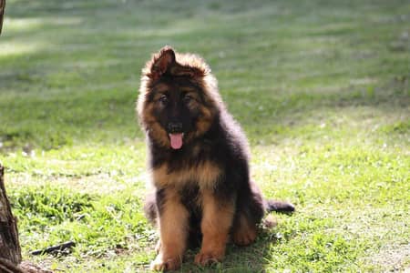 German shepherd pedigree long coat German shepherd puppies available