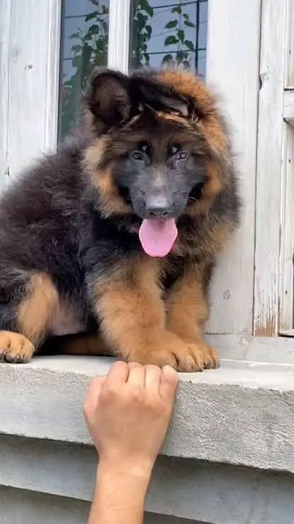 German shepherd pedigree long coat German shepherd puppies available — photo 2