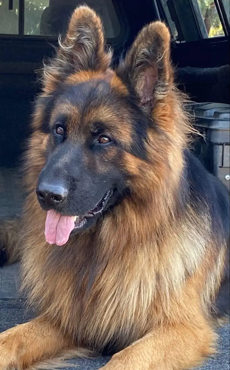 German shepherd pedigree long coat German shepherd puppies available — photo 3