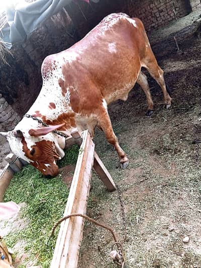 Cholistani plus sahiwal Cow pehlan Cholistani vehrki