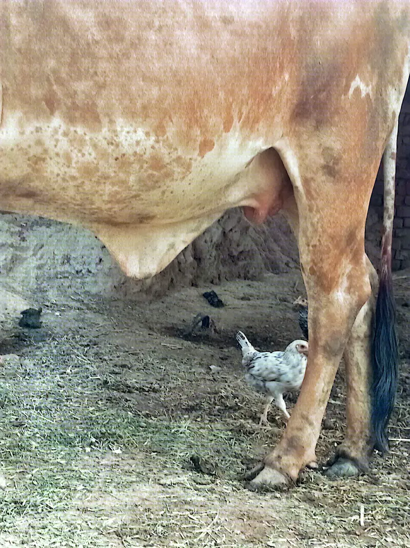 Cholistani plus sahiwal Cow pehlan Cholistani vehrki — photo 2