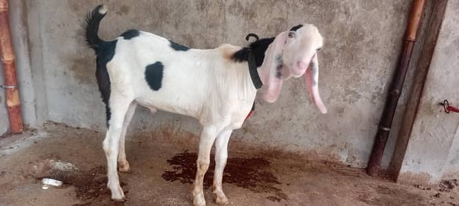 goat sale