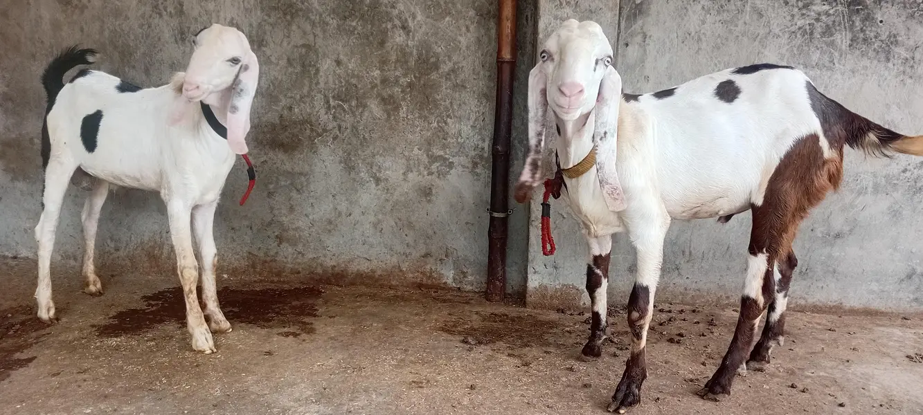 goat sale — photo 2