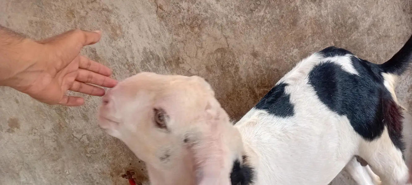 goat sale — photo 3
