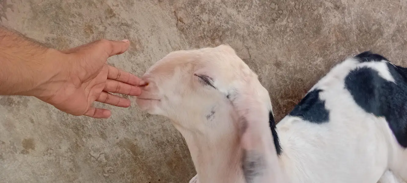 goat sale — photo 4