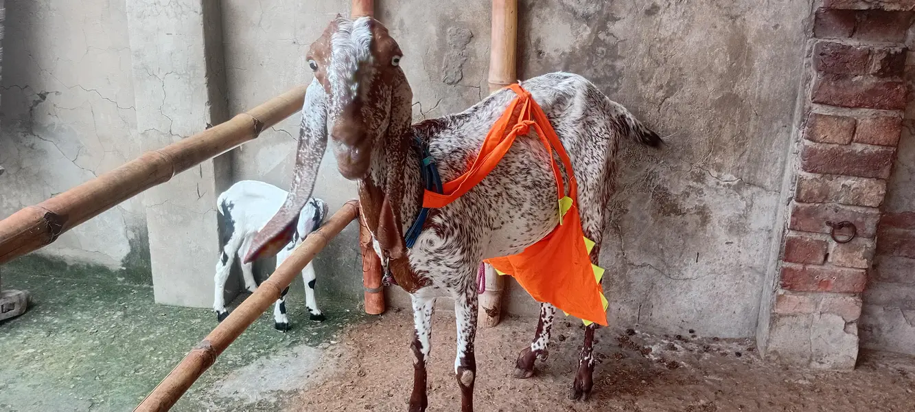 goat sale — photo 5