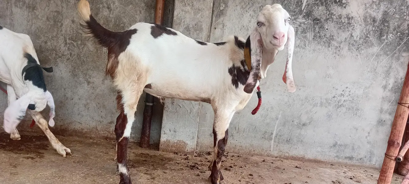 goat sale — photo 6