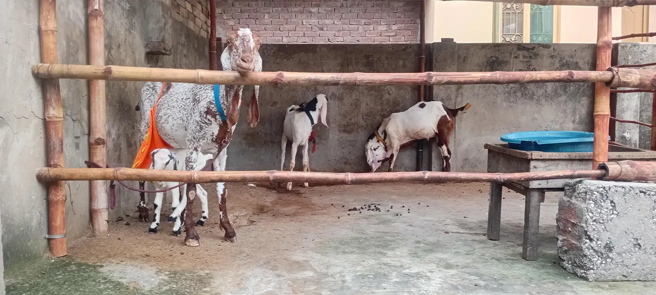 goat sale — photo 7