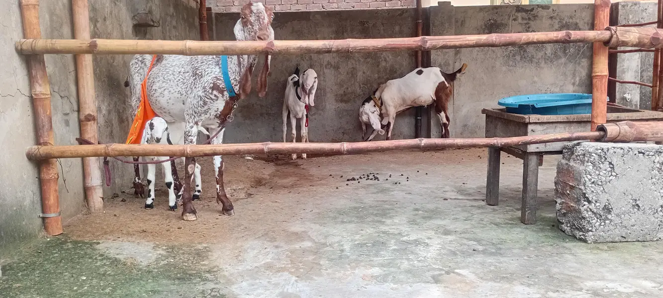 goat sale — photo 8