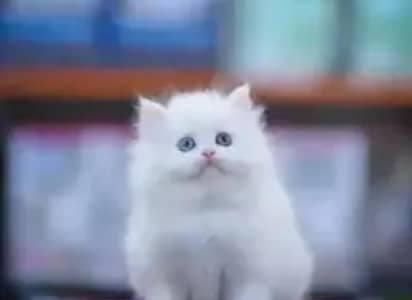 Persian cat for sale 2 month age available