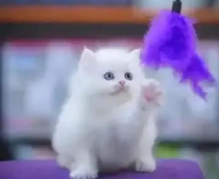 Persian cat for sale 2 month age available — photo 2