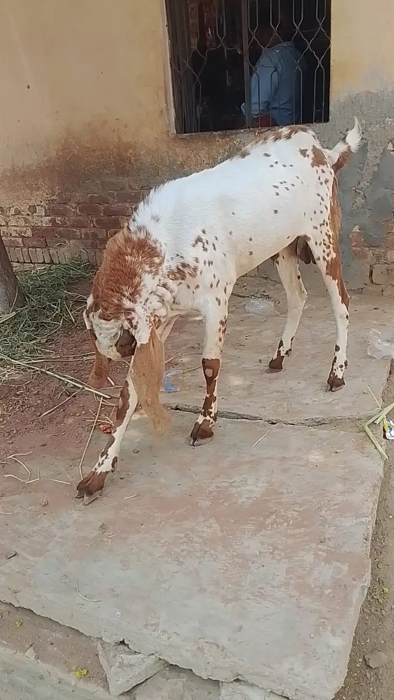 Breeder bakra watsapp 03360467146 — photo 4