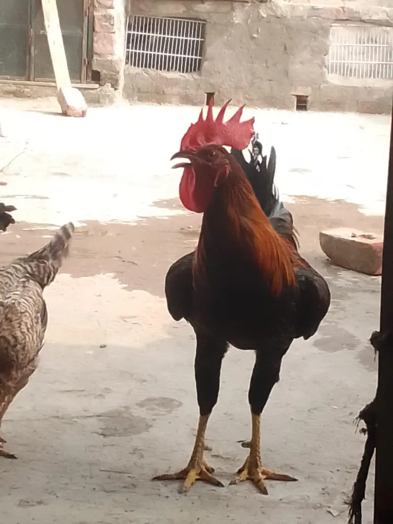 kurk wali murgia hai — photo 2