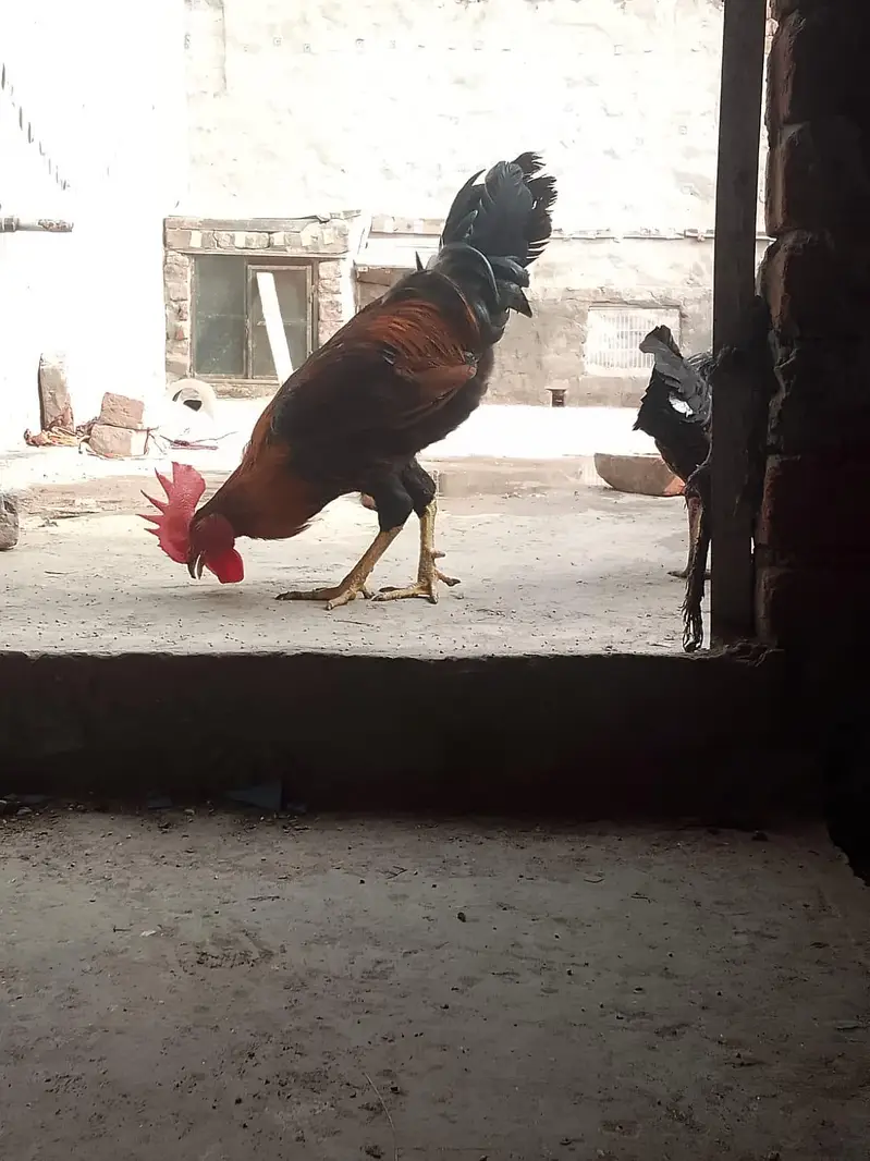 kurk wali murgia hai — photo 3