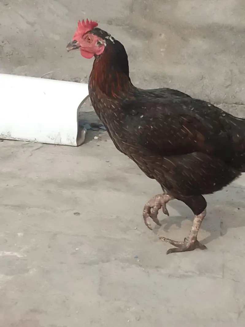 kurk wali murgia hai — photo 4