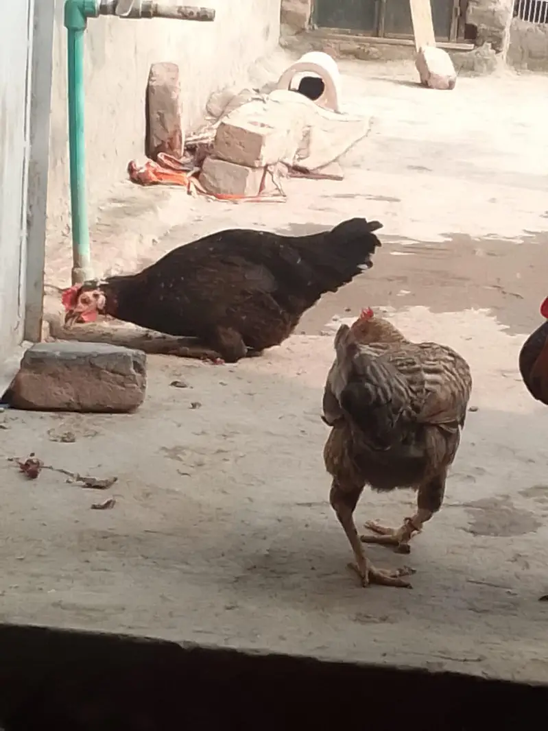 kurk wali murgia hai — photo 5