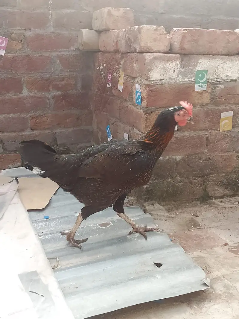 kurk wali murgia hai — photo 6