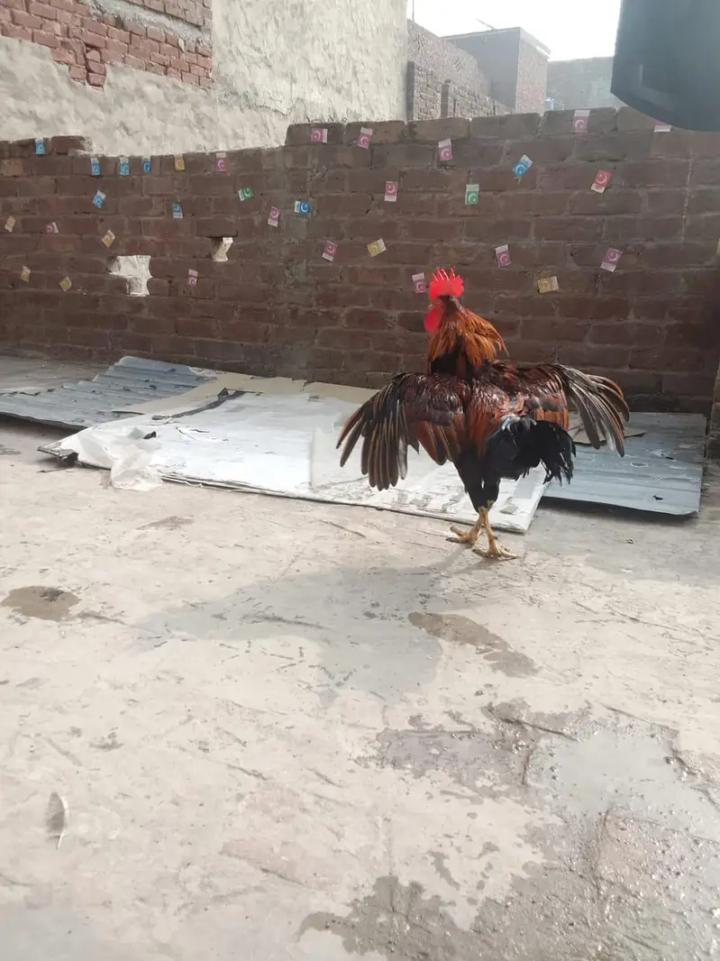 kurk wali murgia hai — photo 7