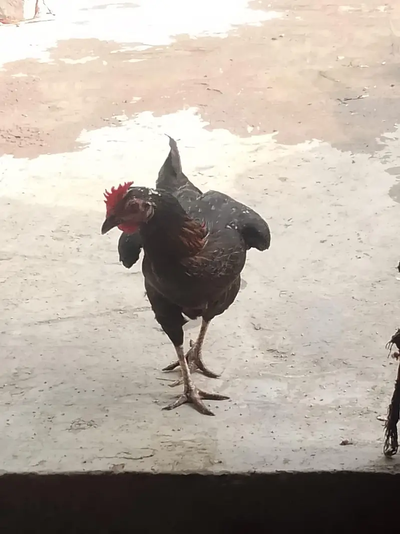 kurk wali murgia hai — photo 8