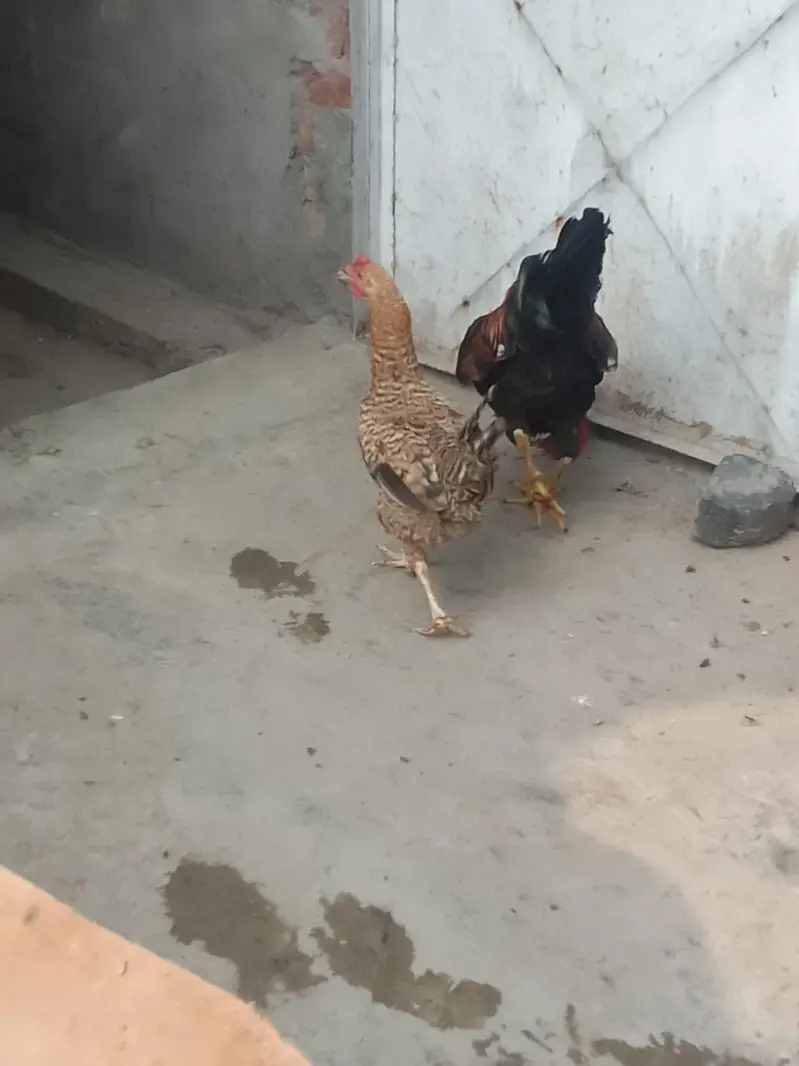 kurk wali murgia hai — photo 9