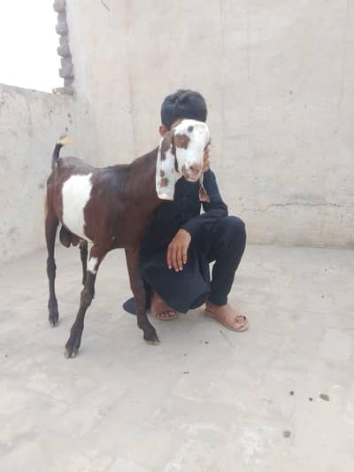 manga mandi lahore
