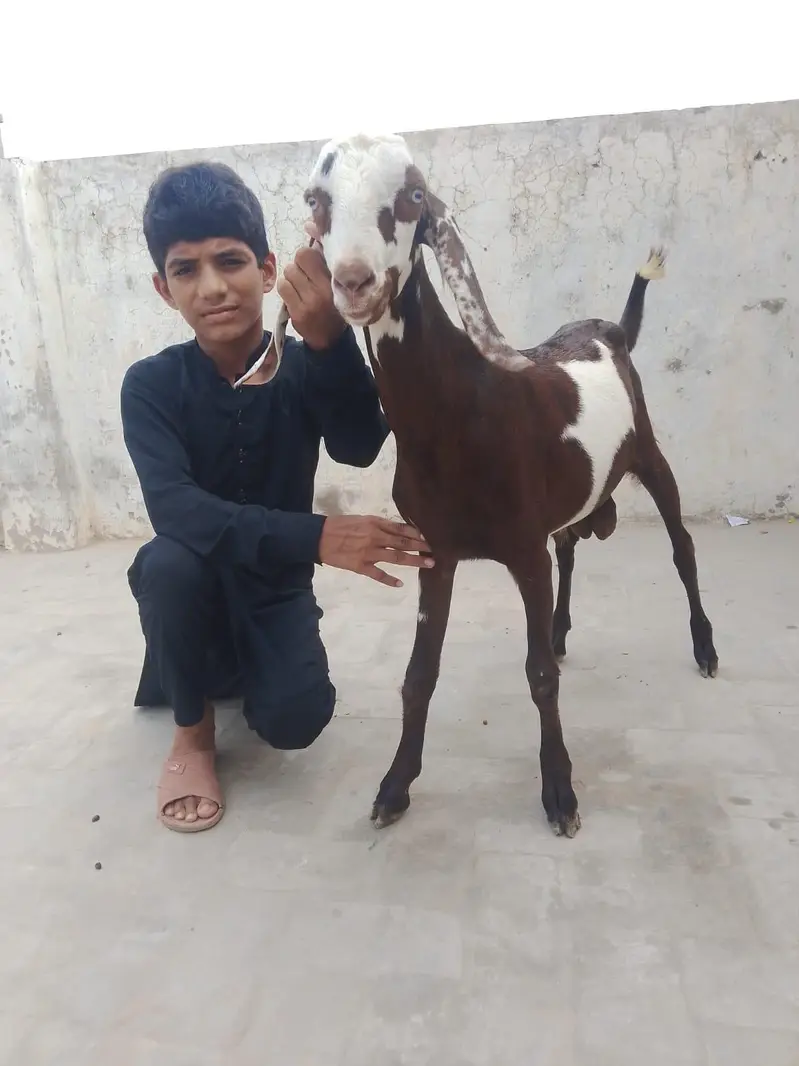 manga mandi lahore — photo 2