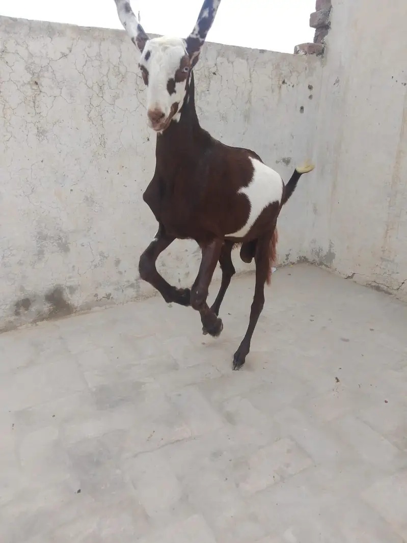 manga mandi lahore — photo 3
