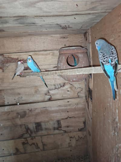 2 pair Budgie available