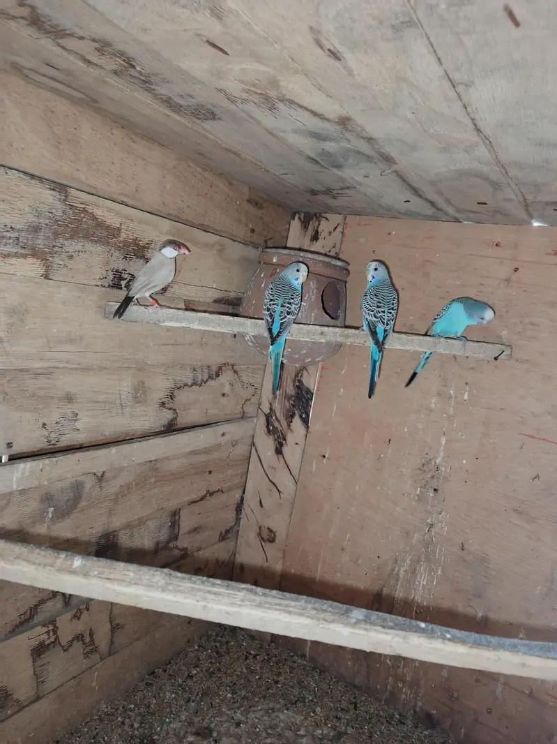 2 pair Budgie available — photo 2