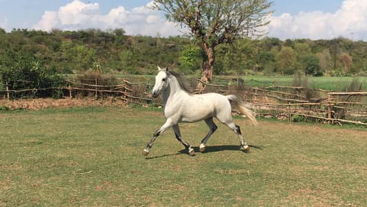 anglo arab gelding