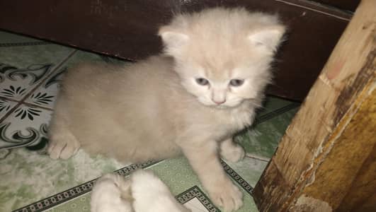 Persian kitten female for sale