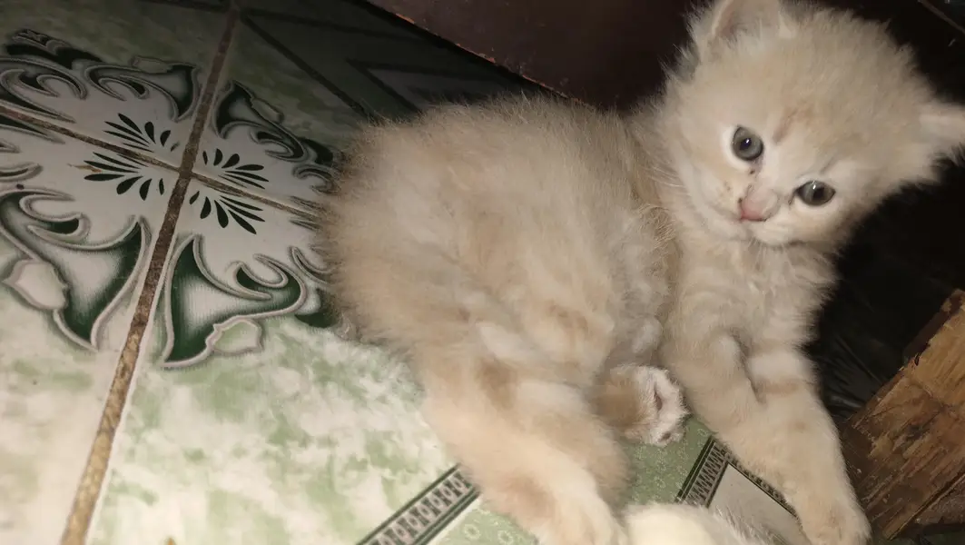 Persian kitten female for sale — photo 4