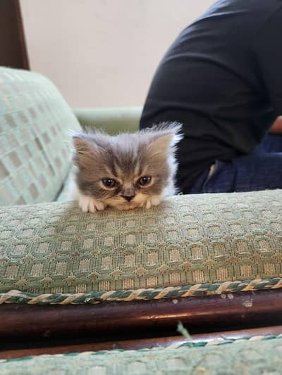 persian cats